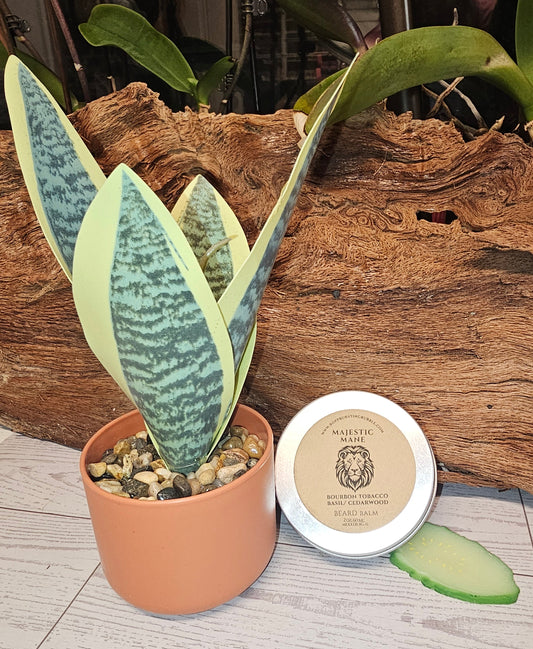 Majestic Mane - Bourbon Tobacco (BB)