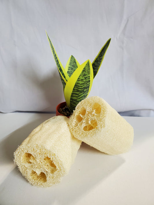 Large Loofah Sponges